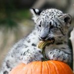 Halloween en el zoologico de Philadelphia