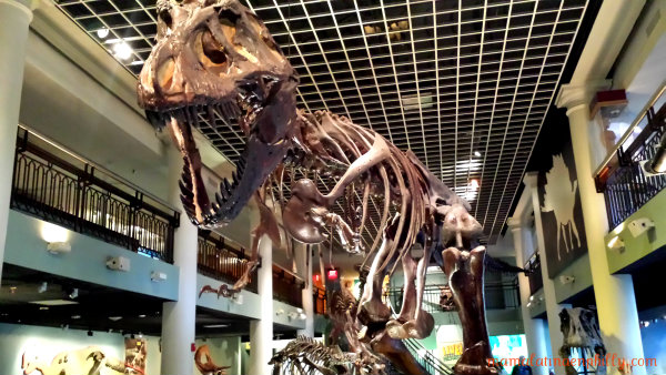 Academy of Natural Science, dinosaurio en museo