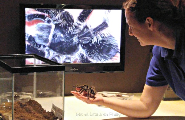 Tarantulas, la nueva exhibición en el Academy of Natural Sciences de Philadelphia
