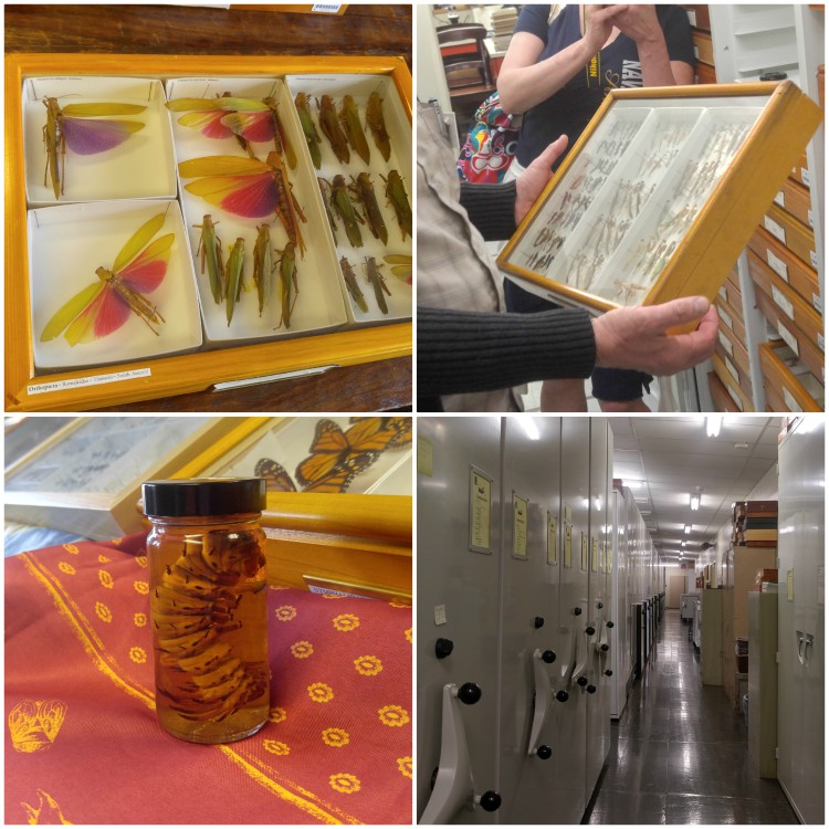 Colección enorme de insectos en the Academy of Natural Sciences Philadelphia