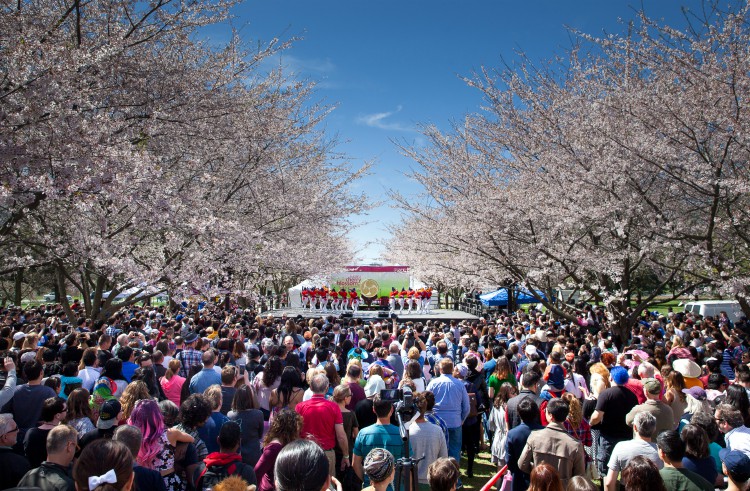 Subaru Cherry Blossom en Philadelphia