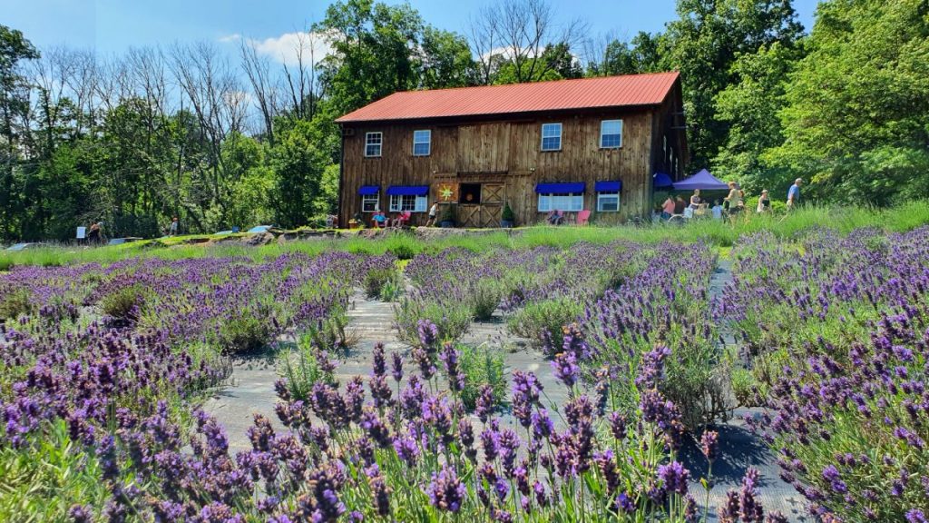 Granja, plantas de lavanda