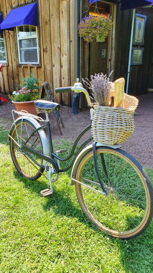 Bicicleta de granja con lavanda