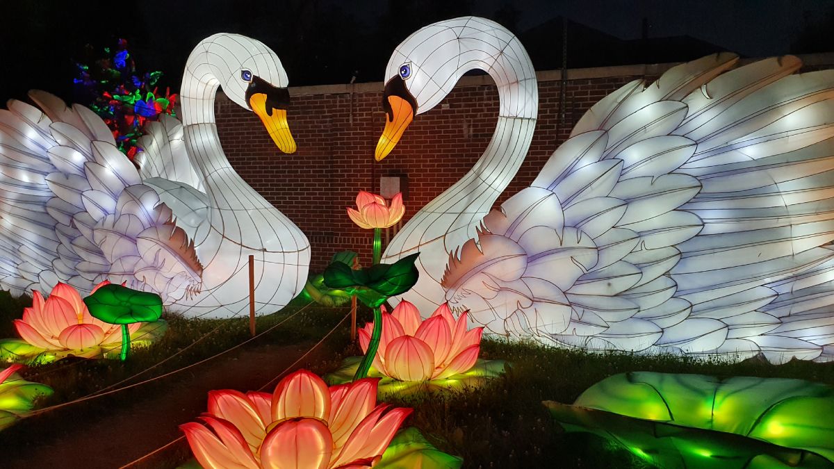 Cisnes en el Festival de linternas chinas en Philadelphia